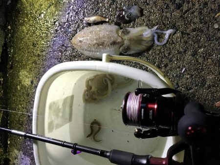 コウイカ、ミミイカ、タコ、ギンポ