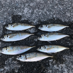 瀬戸内アジング(2019-5)