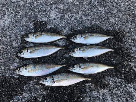 瀬戸内アジング(2019-5)