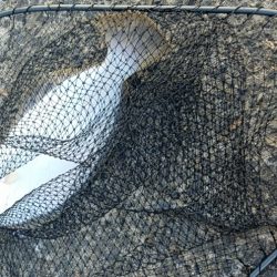 岡山、西脇漁港周辺にてヒラメ4連続GET