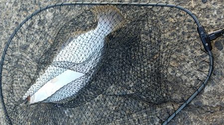 岡山、西脇漁港周辺にてヒラメ4連続GET