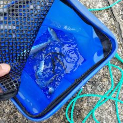 ファミリー豆アジ爆釣り