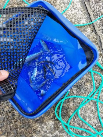 ファミリー豆アジ爆釣り