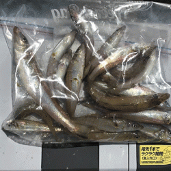 姫路エギングとキス釣り