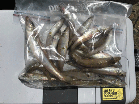 姫路エギングとキス釣り