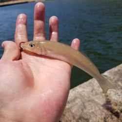 ちょい投げキス