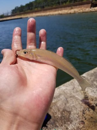 ちょい投げキス