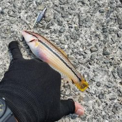 ミニミニだらけ！