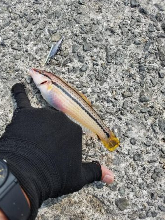 ミニミニだらけ！