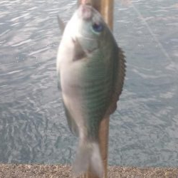 まさかのメジロ