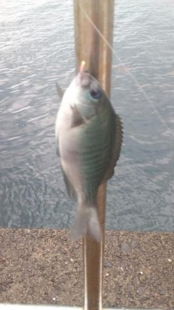 まさかのメジロ