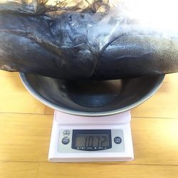 春イカエギング