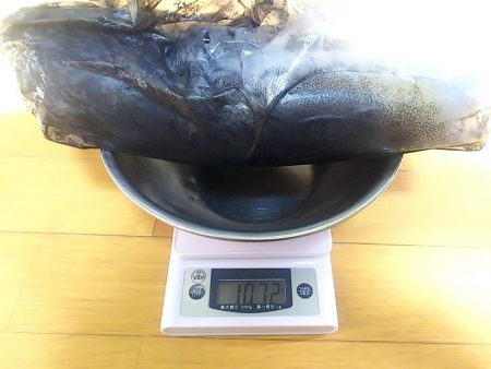 春イカエギング