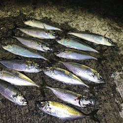 瀬戸内の島アジング(2019-7)