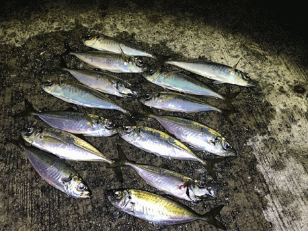 瀬戸内の島アジング(2019-7)