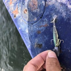 神戸港ツバス30cmアップ