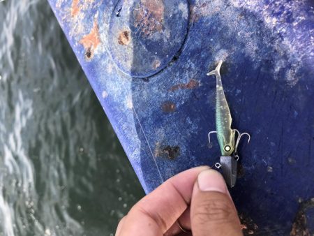 神戸港ツバス30cmアップ