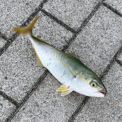 裏切らないツバス