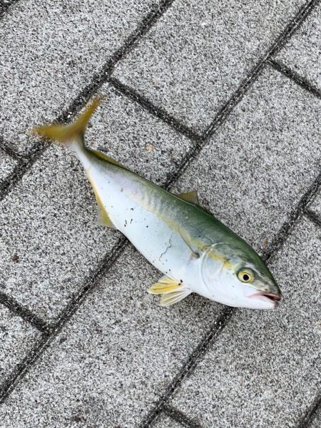 裏切らないツバス