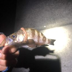 ツバス入れ食い