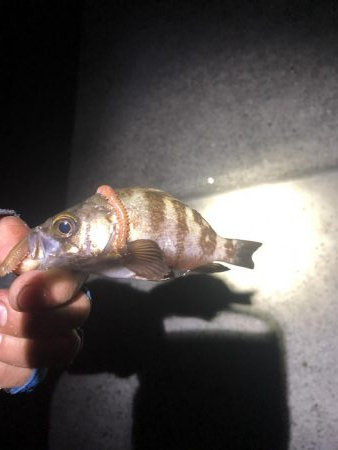 ツバス入れ食い