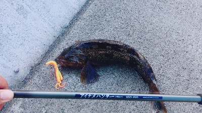 メバル、メバル、アイナメ