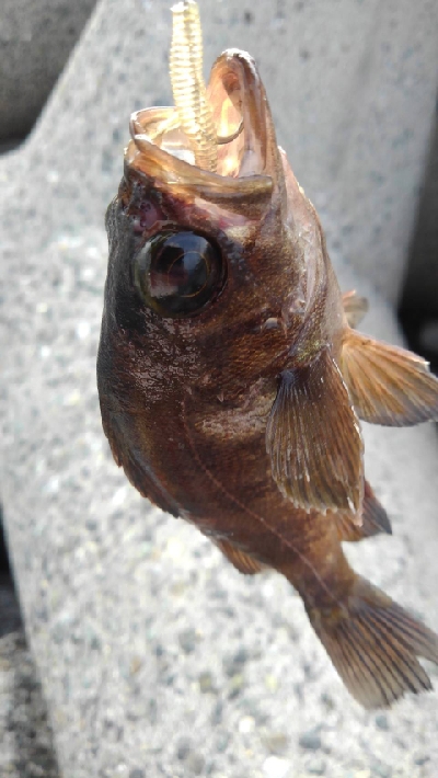 いろいろ小魚GET！！