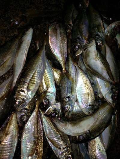 久しぶりのポイント