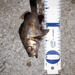 釣り友さんたちと淡路島