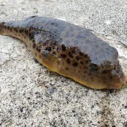 アオリイカを求めて…