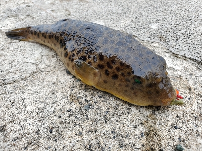 アオリイカを求めて…