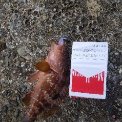 この場所で初めてのロックフィッシング