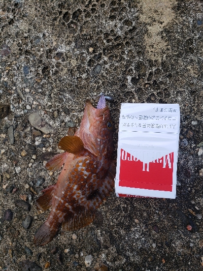 この場所で初めてのロックフィッシング