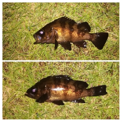 メバリンガー1900〜2045