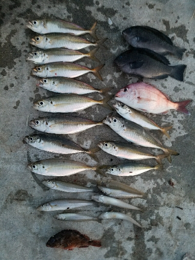キス釣り　～夕方のアジ～