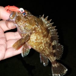 ジグヘッドに‼️