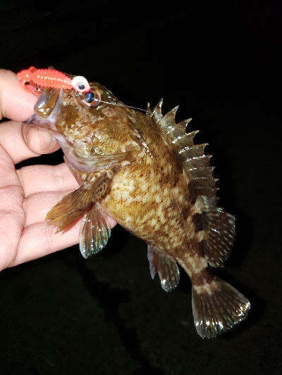 ジグヘッドに‼️…