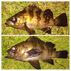 アジンガー1900〜2145