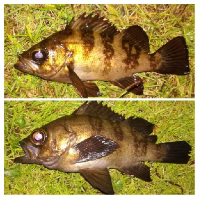 アジンガー1900〜2145