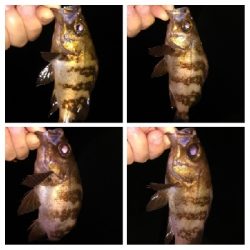 LSJ/アジンガー1800〜2045