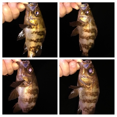 LSJ/アジンガー1800〜2045