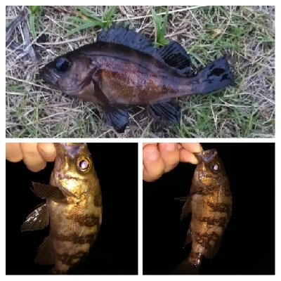 ソルトルアーマン1800〜2045