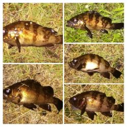 アジンガー1900〜2045