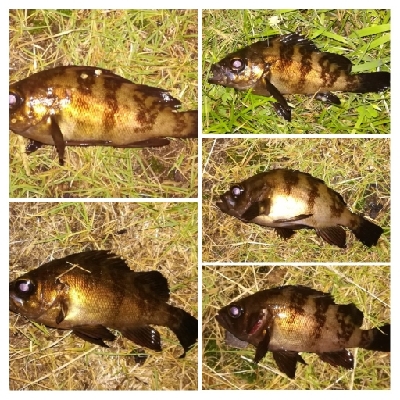 アジンガー1900〜2045