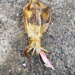 爆風エギング！