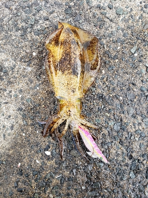 爆風エギング！