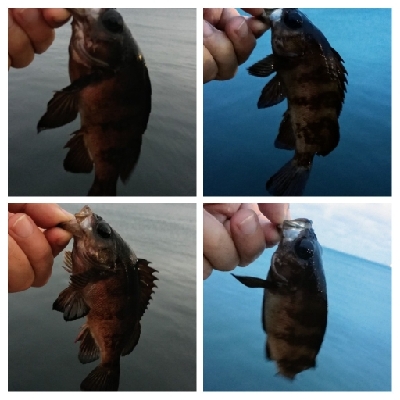 アジンガー1815〜1900