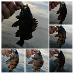 アジンガー1814〜1925