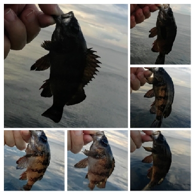 アジンガー1814〜1925