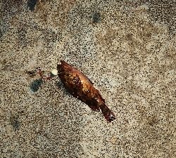 小潮なのに・・・